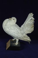 藏品(白色扇尾鴿)的圖片